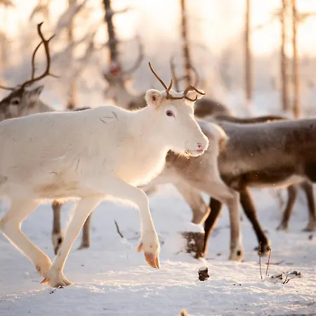Villa Jokiranta In Lapland *